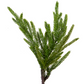 16" Fir Pine Green Pick w/ Light Ice