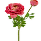 22" Real Touch Ranunculus Stem, Rose Pink