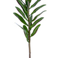 23" Leucadendron Protea, Green