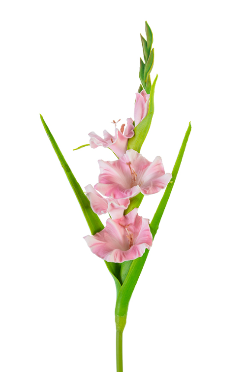 22" Gladiolus Spray, Pink