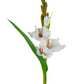 22" Gladiolus Spray, White
