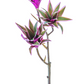 30" Tradescantia Spray, Fuchsia