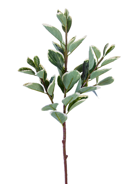 25" Euphorbia Marginata Spray, Green/White