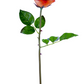 25" Beauty Rose Bud, Orange