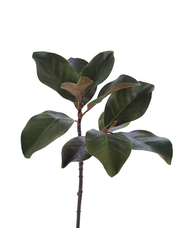 25" Magnolia Leaf Spray