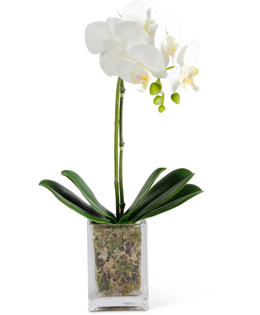 17" White Orchid in Glass Vase