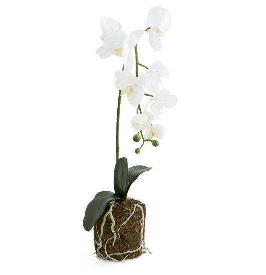 28" Orchid in Moss Pot