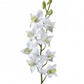 27" Just Cut Dendrobium, White