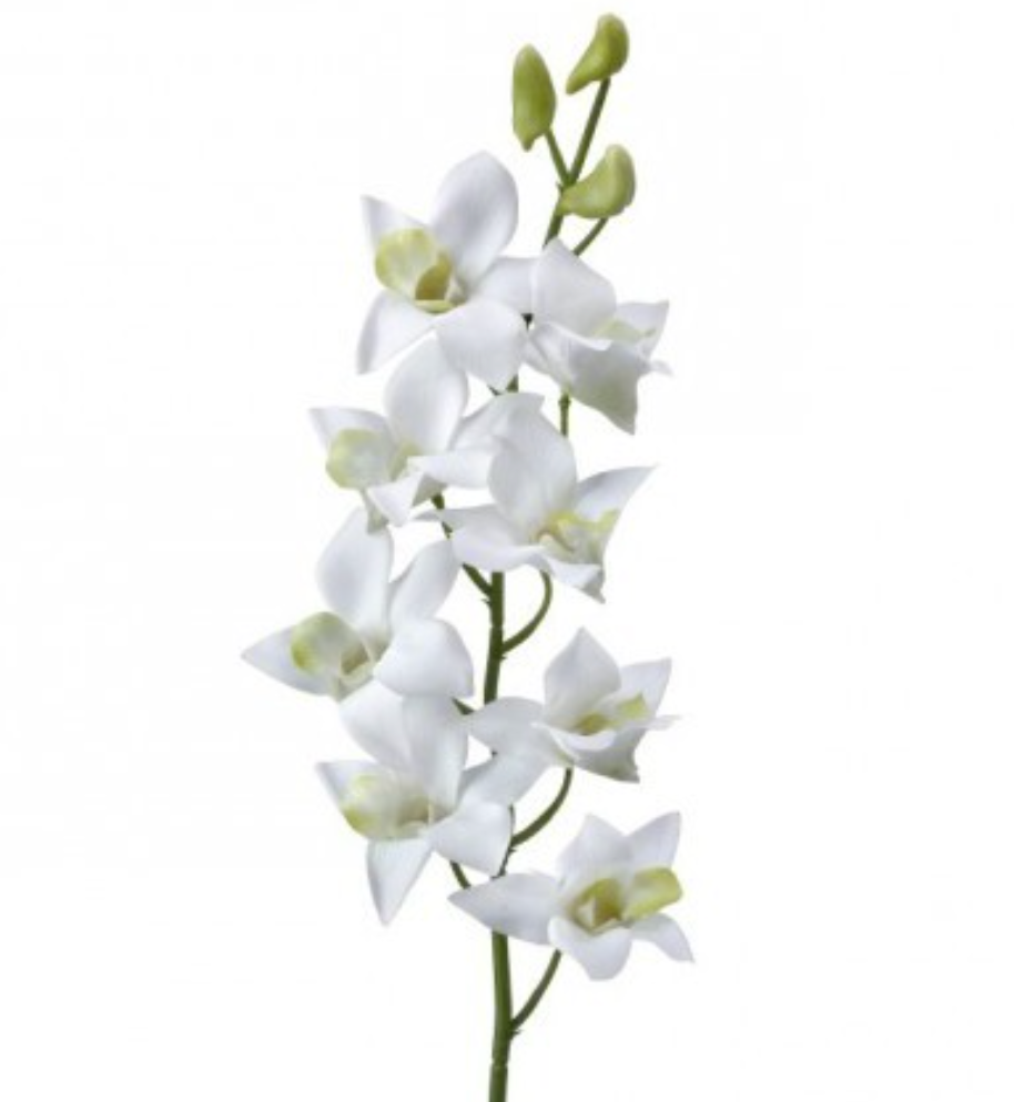 27" Just Cut Dendrobium, White