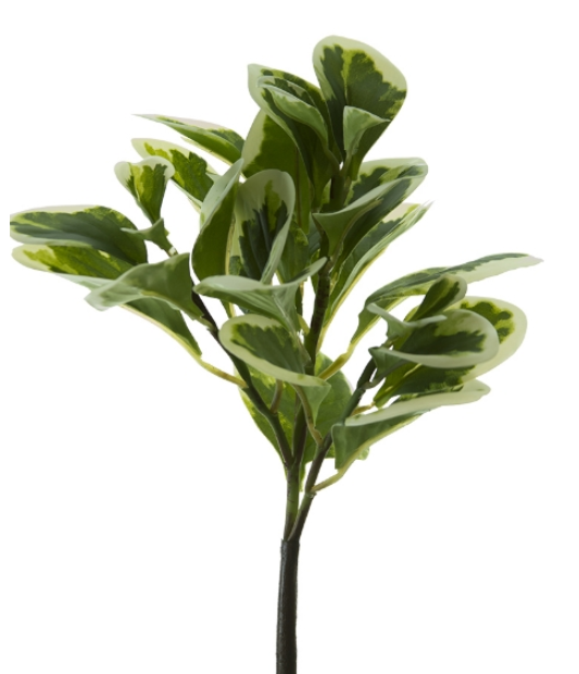 12" PEPEROMIA BUSH Green/White