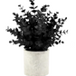 Faux Eucalyptus, Black
