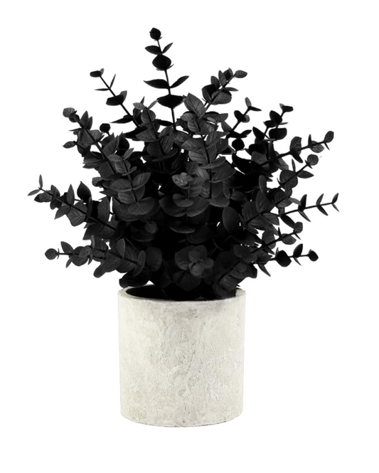 Faux Eucalyptus, Black