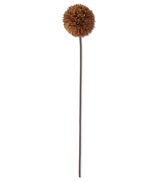 31" Allium Stem, Brown