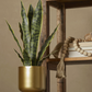Faux Snake Plant in Gold Pot