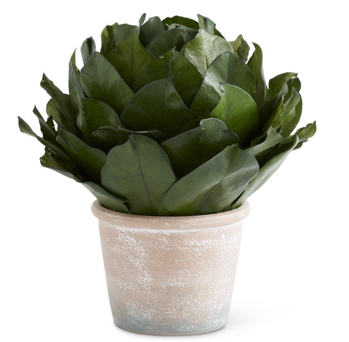 11" Dried Magnolia Leaf Topiary in Pot