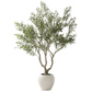 8' Olive Tree In White Pot w/ Faux Dirt