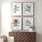 Fiddle Head Leaf Framed Prints, Set of 4