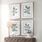 Fiddle Head Leaf Framed Prints, Set of 4
