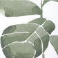Fiddle Head Leaf Framed Prints, Set of 4