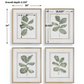 Fiddle Head Leaf Framed Prints, Set of 4