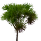 Artificial green spiky allium plant with a white background