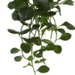 24" Peperomia Bush