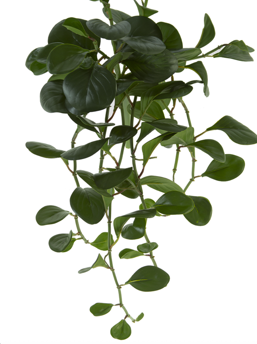 24" Peperomia Bush