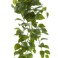 48" Potho Bush