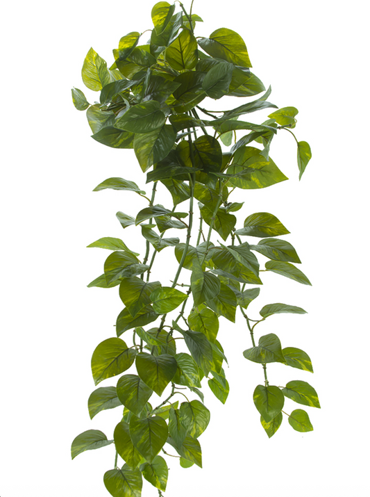 48" Potho Bush