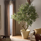 Faux Olive Tree Wide