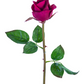 23" Rose Bud Stem, Burgundy