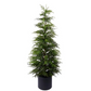 59" Real Touch Norfolk Pine Tree in Pot