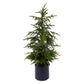 35.25" Norfolk Pine Tree in Pot