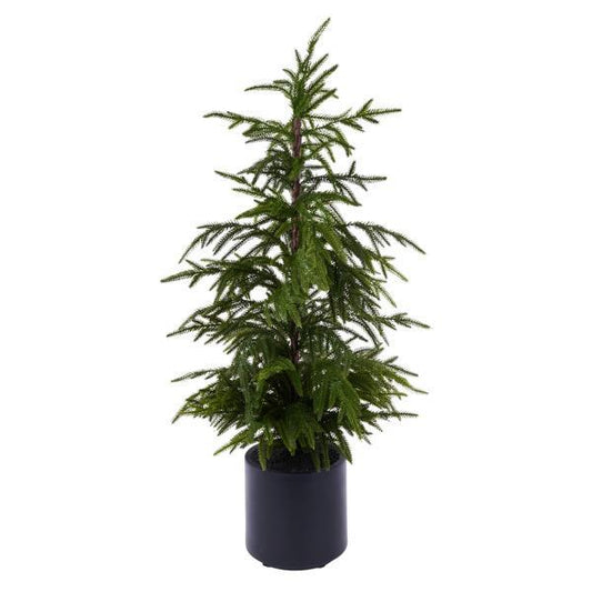 35.25" Norfolk Pine Tree in Pot
