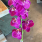 24" Phalaenopsis Orchid, Fuchsia