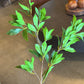 25" BUCKEYE TREE BRANCH