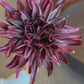 28.25" Burgundy Real Touch Dahlia Stem