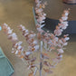 36" Brown Eucalyptus Stem