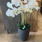 49.5" Real Touch White Phalaenopsis Orchid