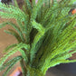 20" Norfolk Bundle, Dark Green