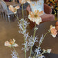 Dried Cosmos, Peach