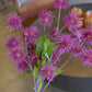 19" Spikey Ball Bundle Fuschia