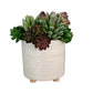 Succulent Arrangement