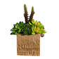 Succulent Arrangement in Square Container