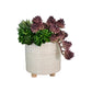 Succulent Arrangement