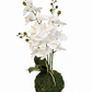 Artificial white orchid plant on a moss ball against a white background