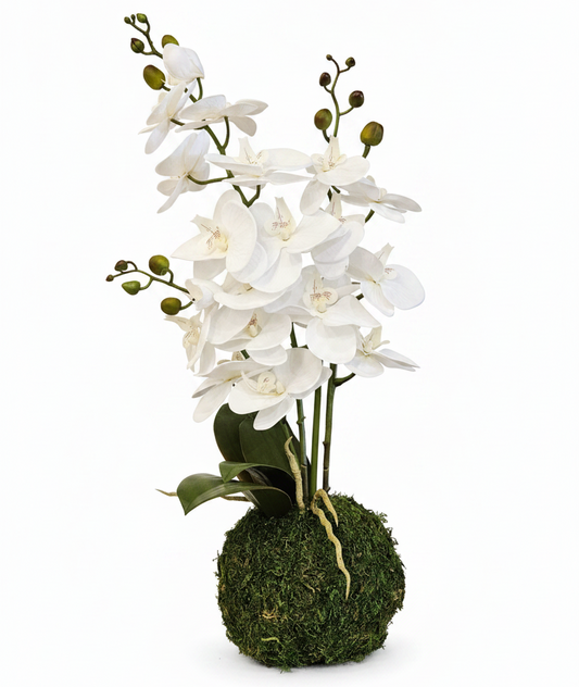 Artificial white orchid plant on a moss ball against a white background