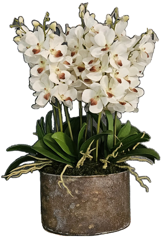 Orchid Arrangement In Rusty Metal Container
