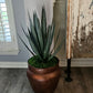 Custom Yucca JP
