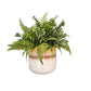 Greenery In Taupe Striped Container